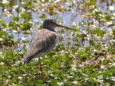 7 Days Ethiopia Birds Tours