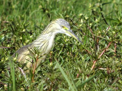 7 Days Ethiopia Birds Tours