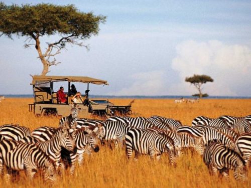 7 Days Masai Mara, Lake Naivasha, Nakuru, Amboseli Safari