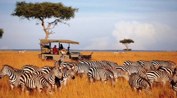 7 Days Masai Mara, Lake Naivasha, Nakuru, Amboseli Safari