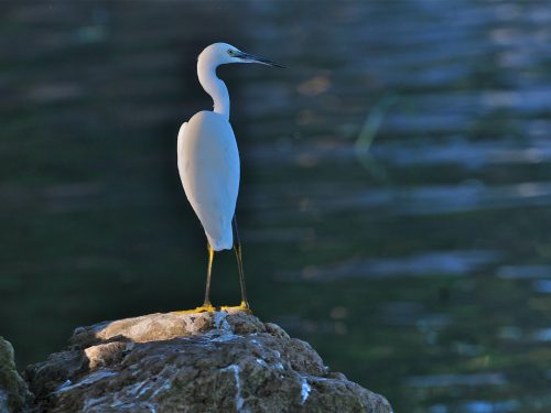 4 Days Ethiopia Birds Tours