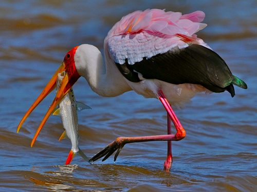 4 Days Ethiopia Birds Tours