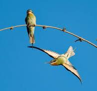 11 Days Ethiopia Birds Tours