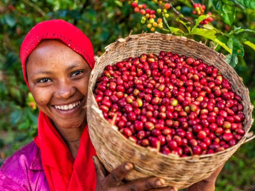 5 Days Ethiopian Combined Tours To Coffee Planation  & Rift valley Lakes
