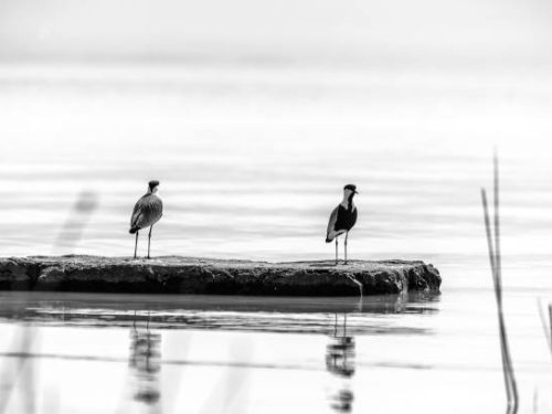 11 Days Ethiopia Birds Tours