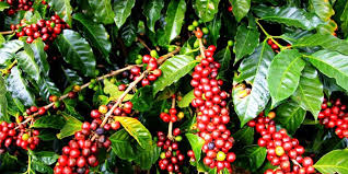 5 Days Ethiopia Coffee Tours