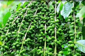 6 Day Ethiopia coffee tour