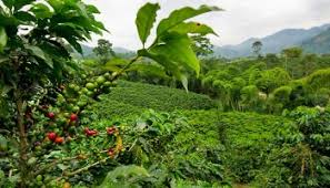 6 Day Ethiopia coffee tour