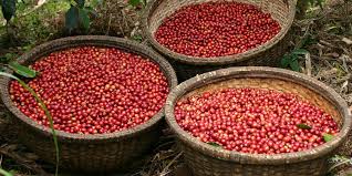 5 Days Ethiopia Coffee Tours