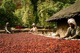 5 Days Ethiopia Coffee Tours