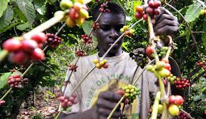 6 Day Ethiopia coffee tour