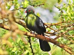 11 Days Ethiopia Birds Tours