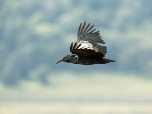 4 Days Ethiopia Birds Tours