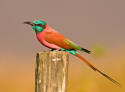 4 Days Ethiopia Birds Tours