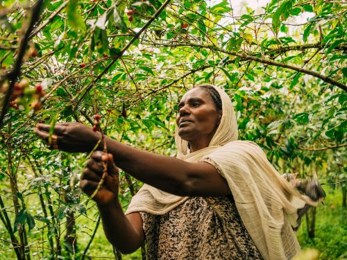 8 Days Ethiopia Coffee Tours