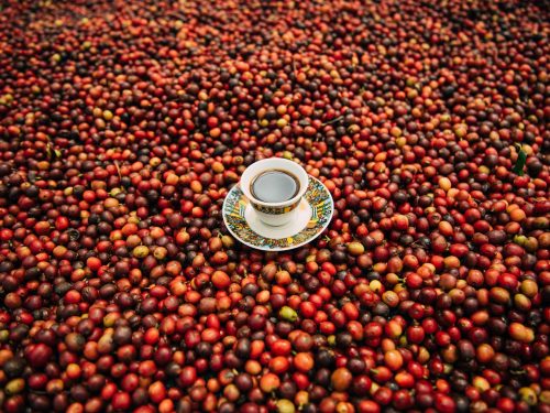 8 Days Ethiopia Coffee Tours