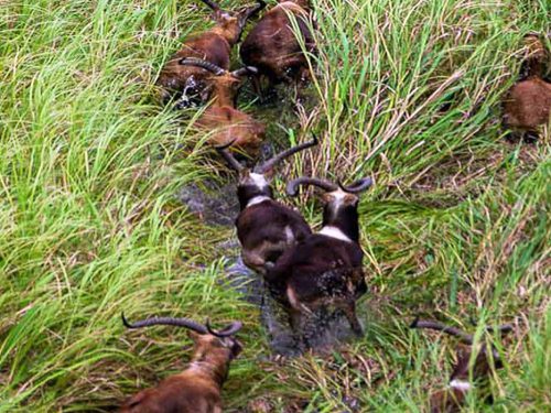 3 Days Safari Tour to Gambela National Park (From Gambela)