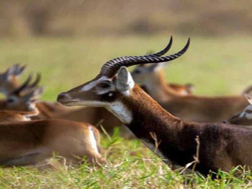 6 Days Combined Safari: Chebera Churchura & Gambela National Parks