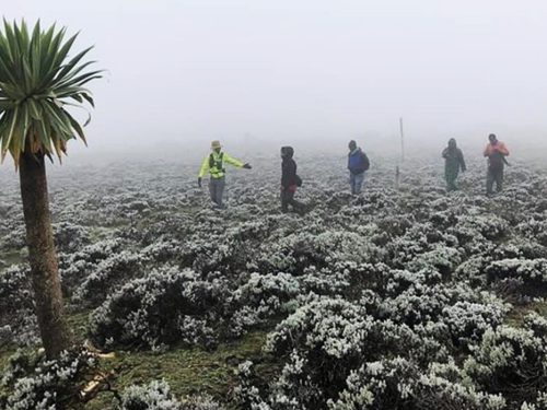 4 Days Bale Mountains National Park Trekking