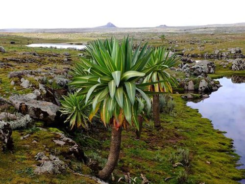 6 Days Bale Mountain National Park Trekking