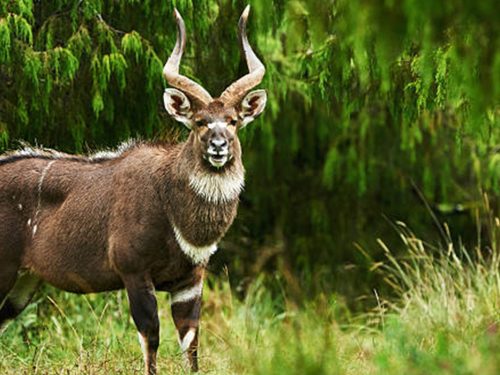 6 Days Bale Mountain National Park Trekking