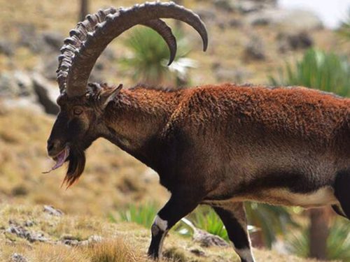 11 Days of Historic Route & Simien Trekking Adventure