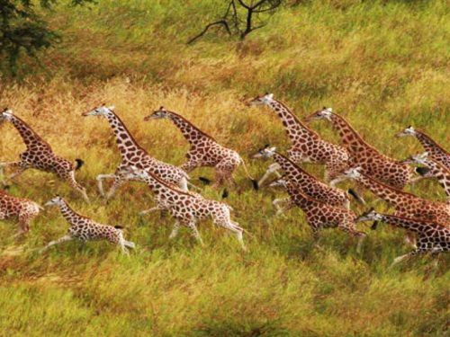 3 Days Safari Tour to Gambela National Park (From Gambela)