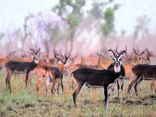 3 Days Safari Tour to Gambela National Park (From Gambela)